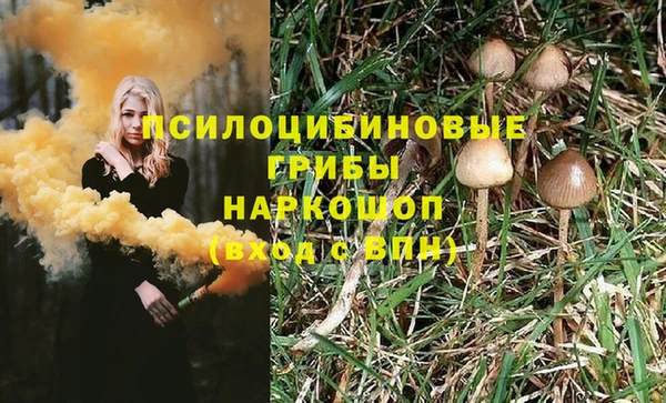 прущие грибы Абинск